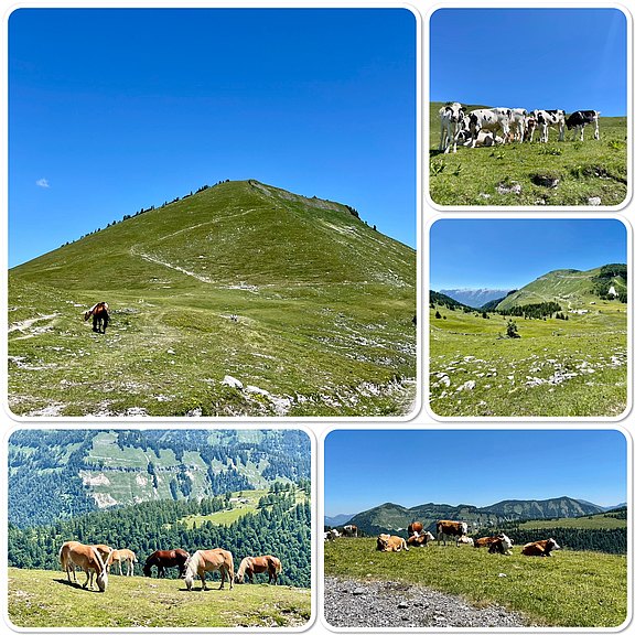 Ausflug Trattberg-Alm
